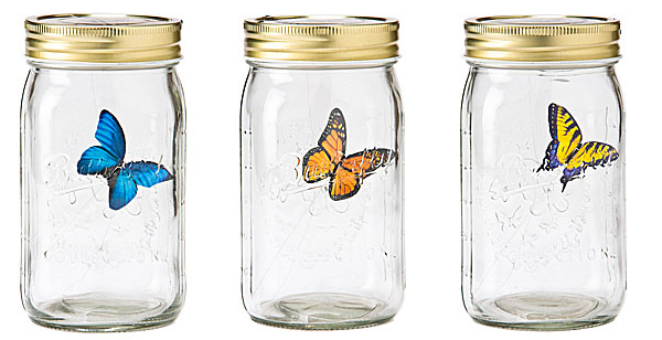 Butterfly in a jar