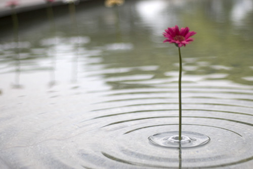 Floating Ripple Vase - nowe możliwości kreatywnej dekoracji potraw Floating Ripple Vase5