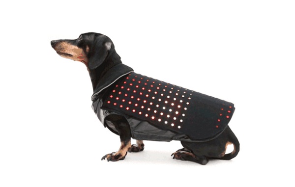  Disco Dog – dyskotekowe ubranko dla psa