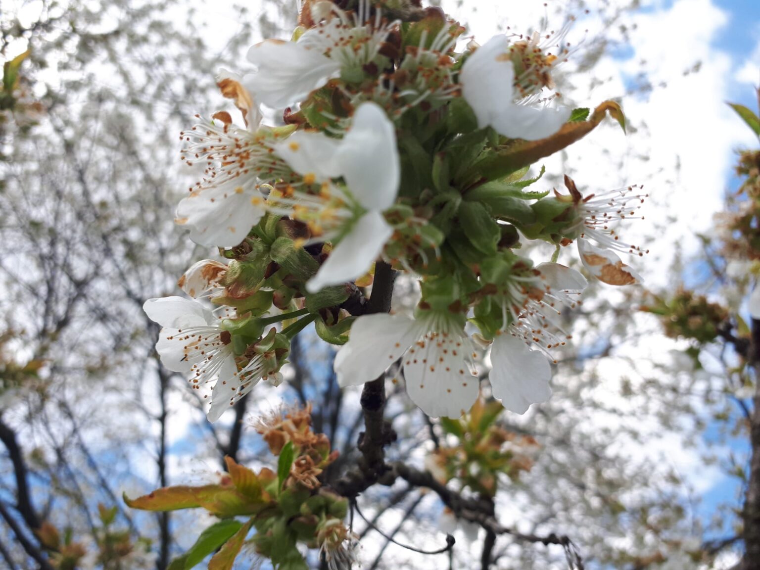 Karcher zaprezentował nowy produkt – ogrodnicy go pokochają! wiosna, pyłki, oczyszczacz powietrza